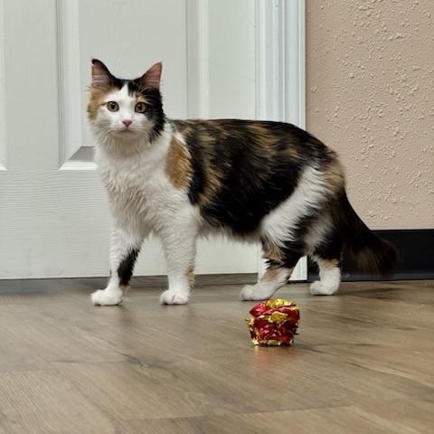 Enlarge Edamama, a Adoptable Domestic Medium Hair in Decatur, IL image 1/6