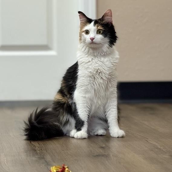 Enlarge Edamama, a Adoptable Domestic Medium Hair in Decatur, IL image 2/6