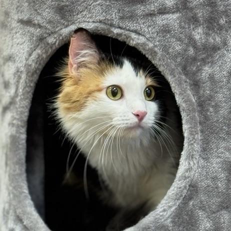 Enlarge Edamama, a Adoptable Domestic Medium Hair in Decatur, IL image 5/6