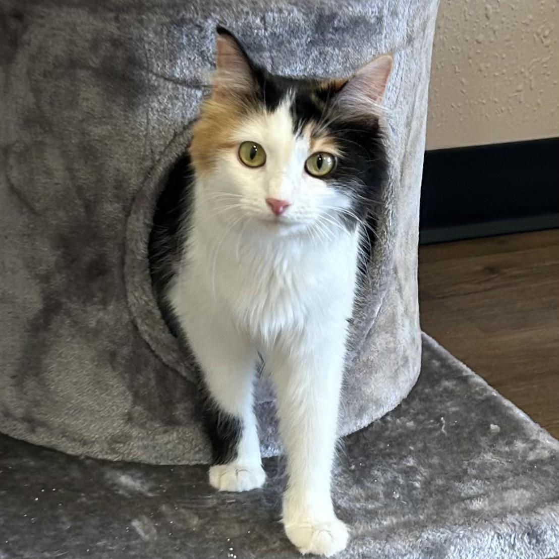 Enlarge Edamama, a Adoptable Domestic Medium Hair in Decatur, IL image 4/6