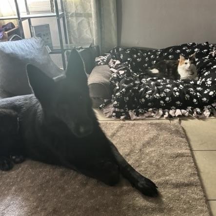 Enlarge Edamama, a Adoptable Domestic Medium Hair in Decatur, IL image 6/6