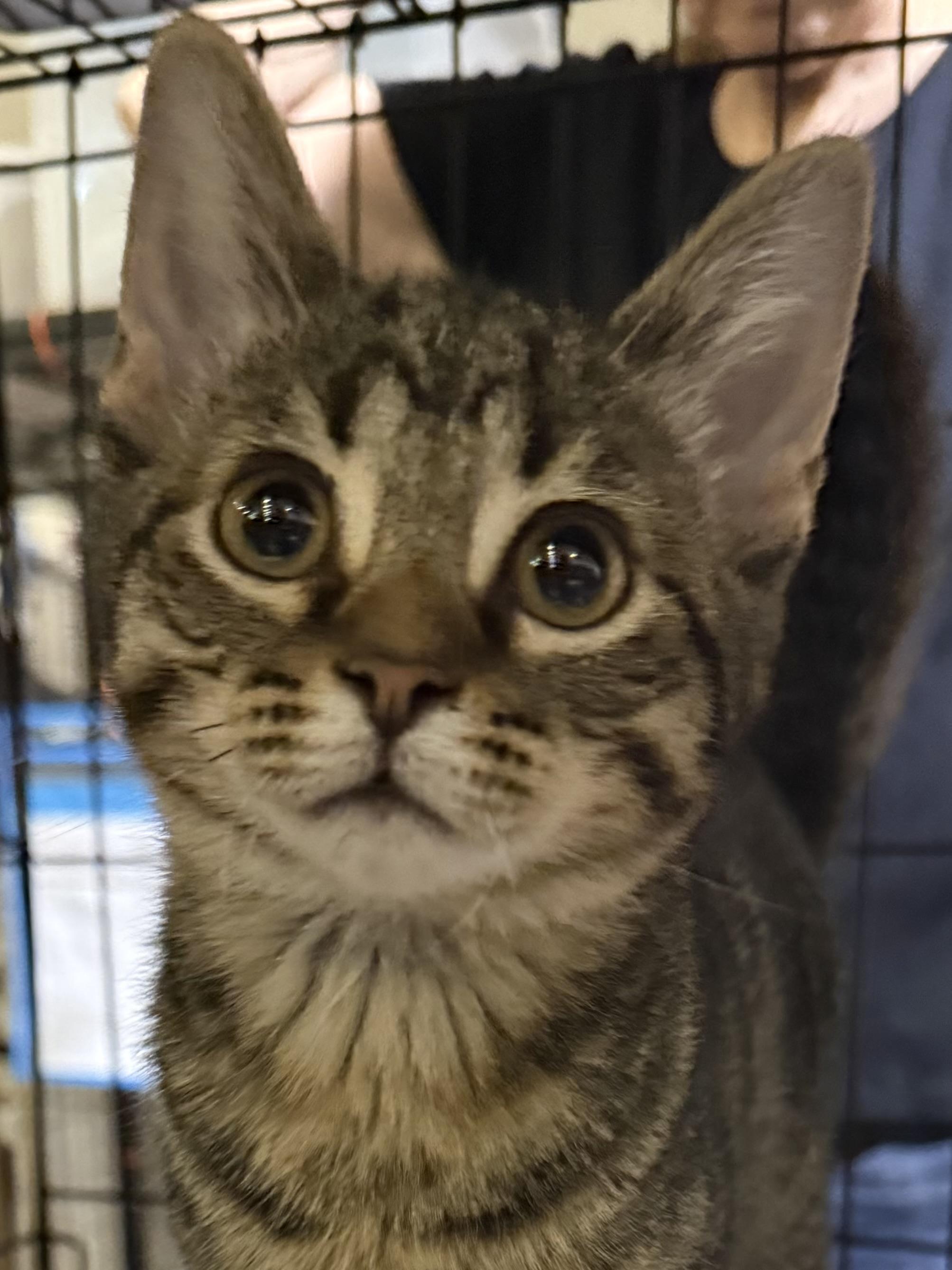 Raindrop, adopted, Kitten Male Tabby.