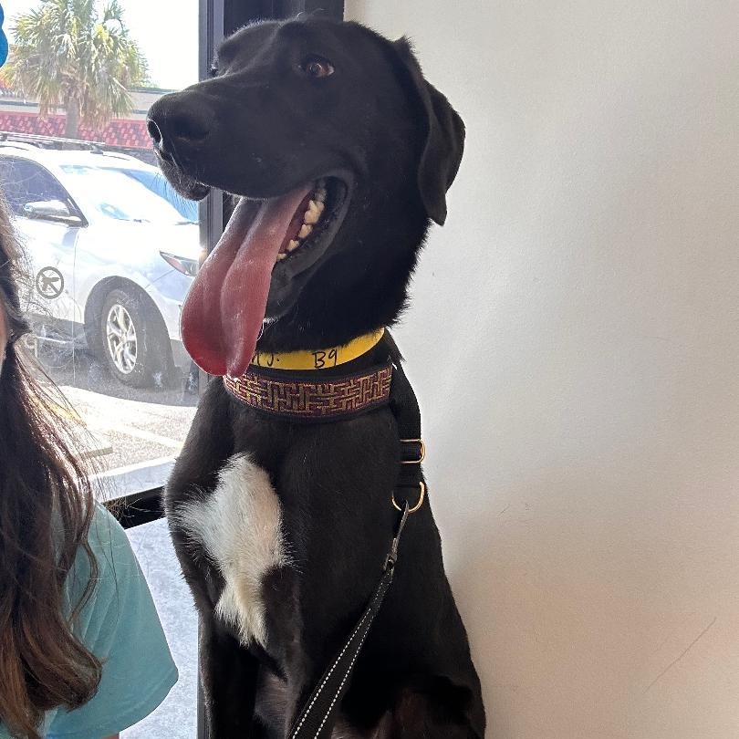 Raven, a Adoptable mixed breed in Houston, TX image 2/6