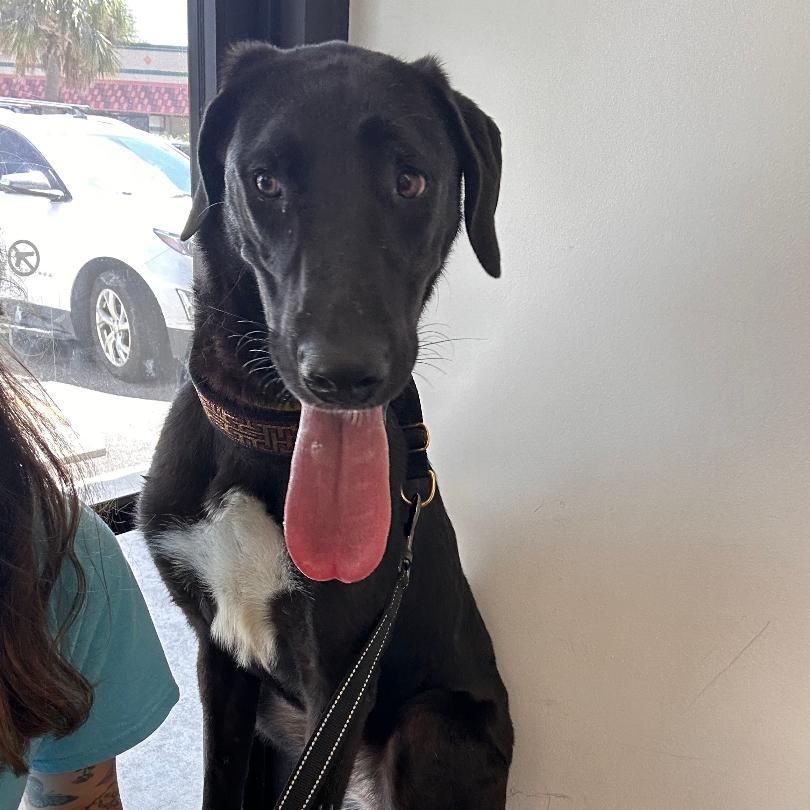 Raven, a Adoptable mixed breed in Houston, TX image 6/6