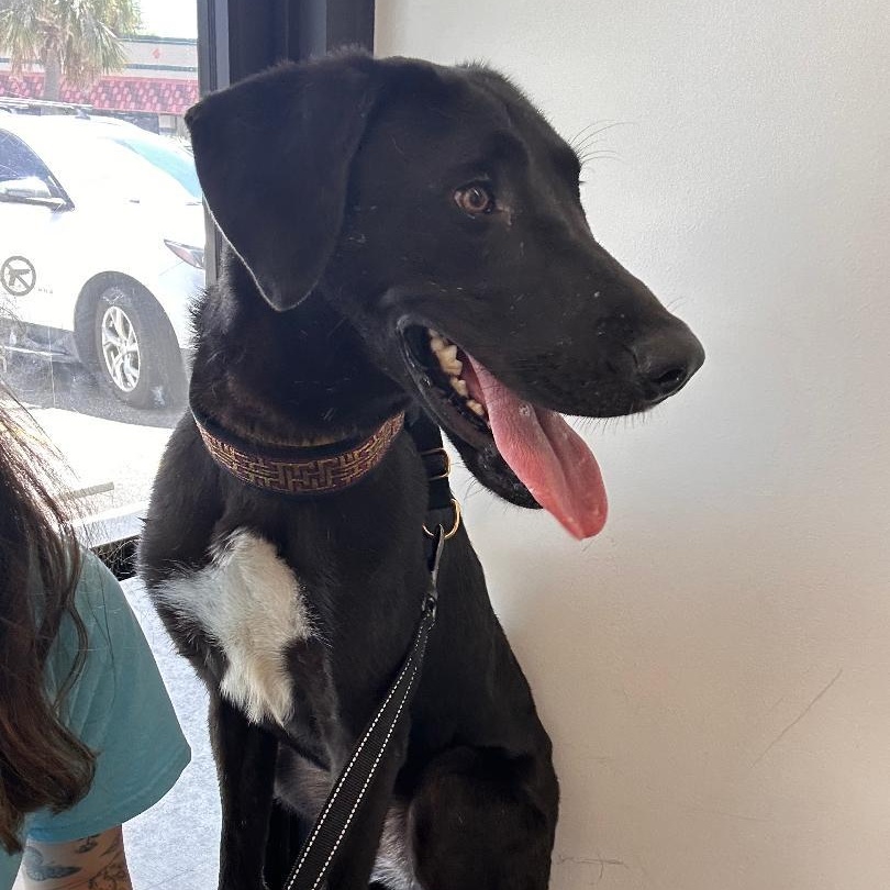 Raven, a Adoptable mixed breed in Houston, TX image 5/6