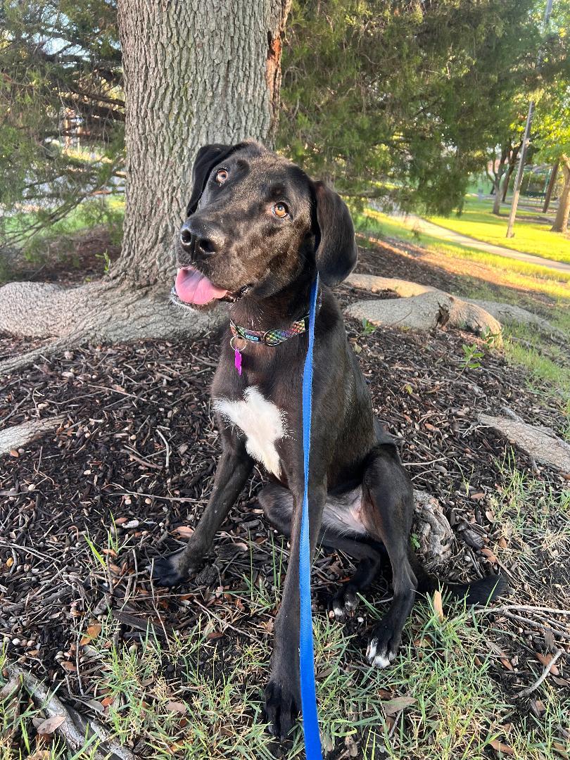 Raven, Adoptable, Young Female Labrador Retriever.