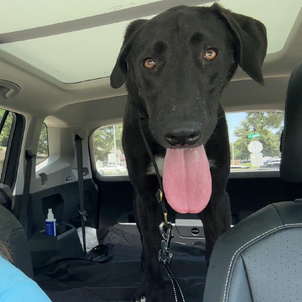 Raven, a Adoptable mixed breed in Houston, TX image 4/6