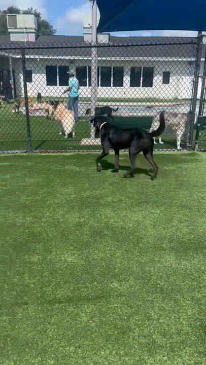 Enlarge Raven, a Adoptable mixed breed in Houston, TX video 3/6