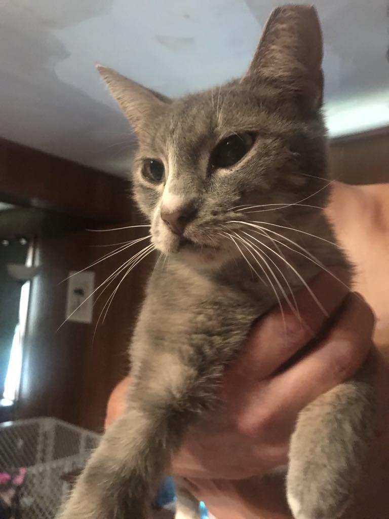 Velcro, Adoptable, Adult Female Domestic Short Hair.