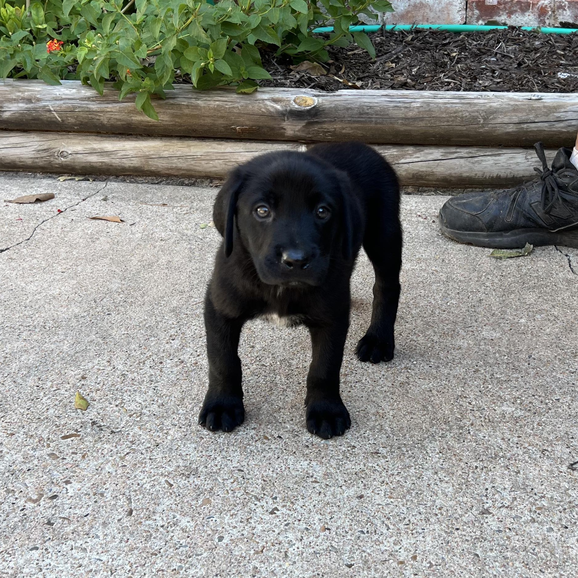 Dog for adoption Hercules, a Blue Lacy & German Shepherd Dog Mix in