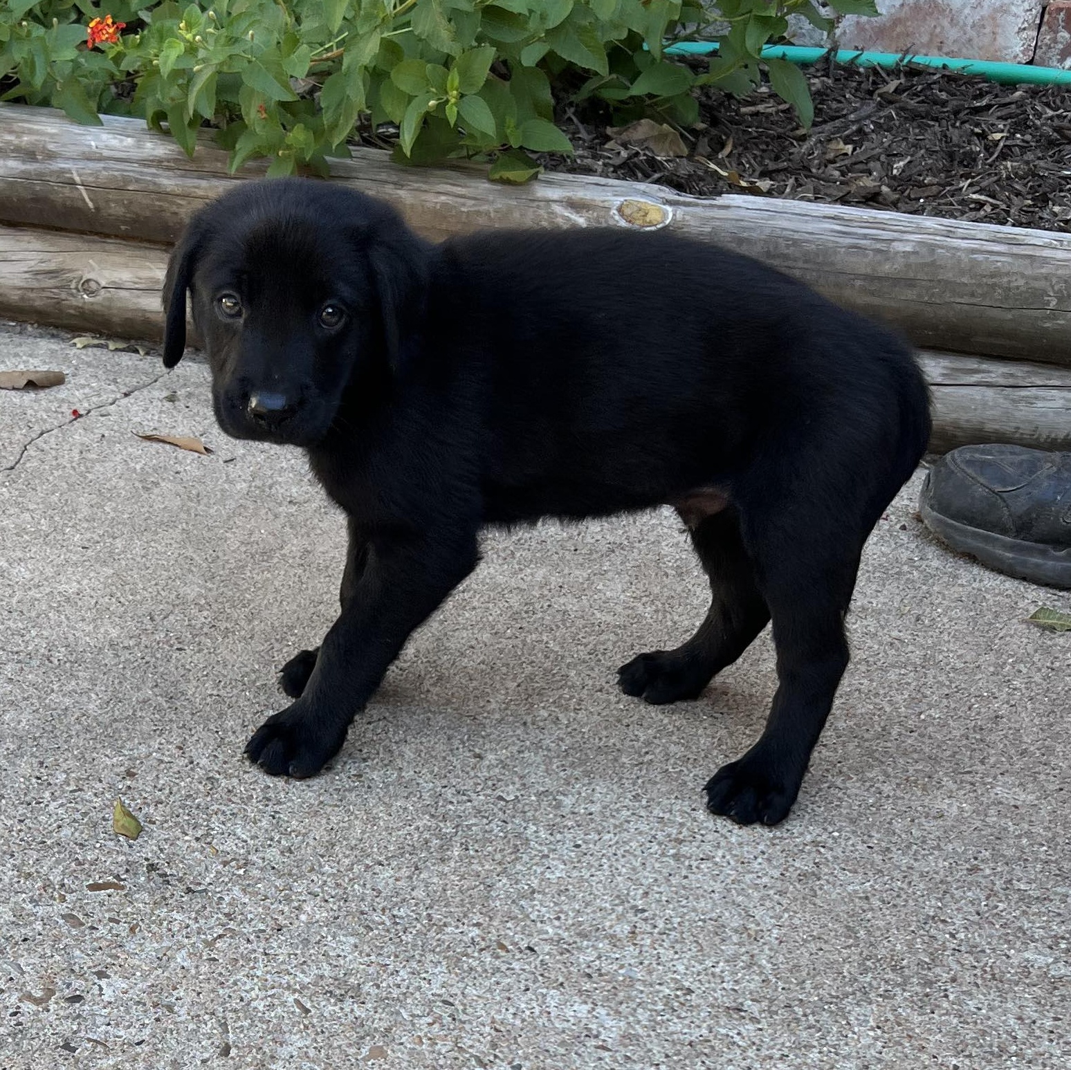 Dog for adoption Hercules, a Blue Lacy & German Shepherd Dog Mix in
