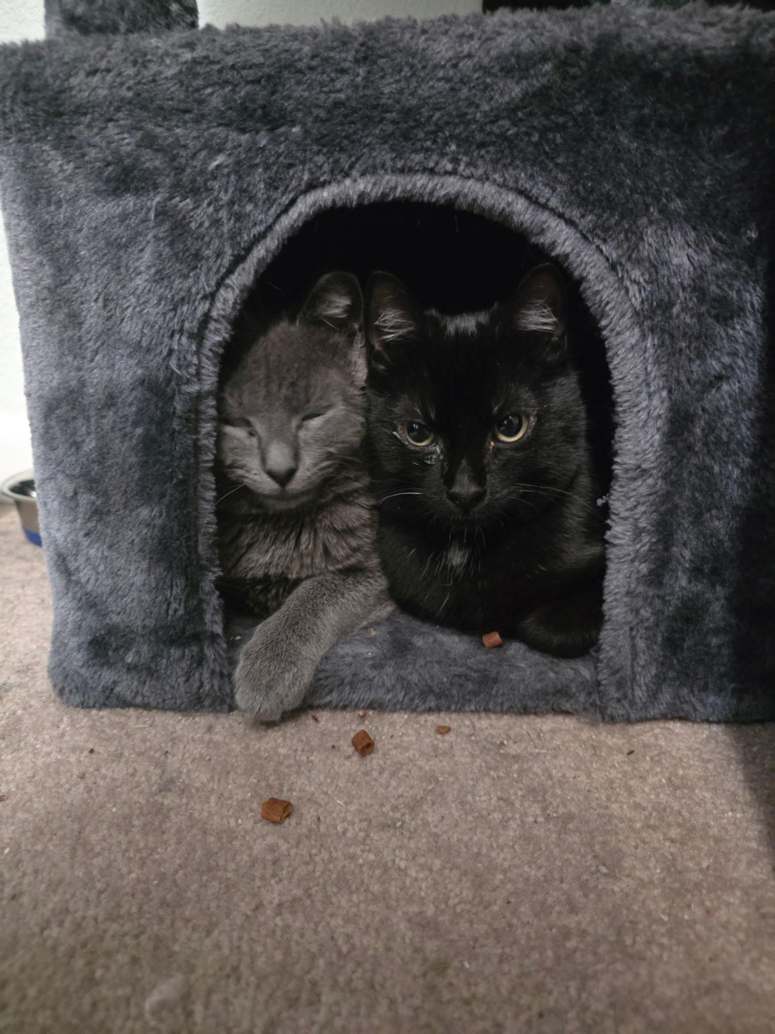 Enlarge Soot, a Adoptable Domestic Short Hair in Carson City, NV image 2/2