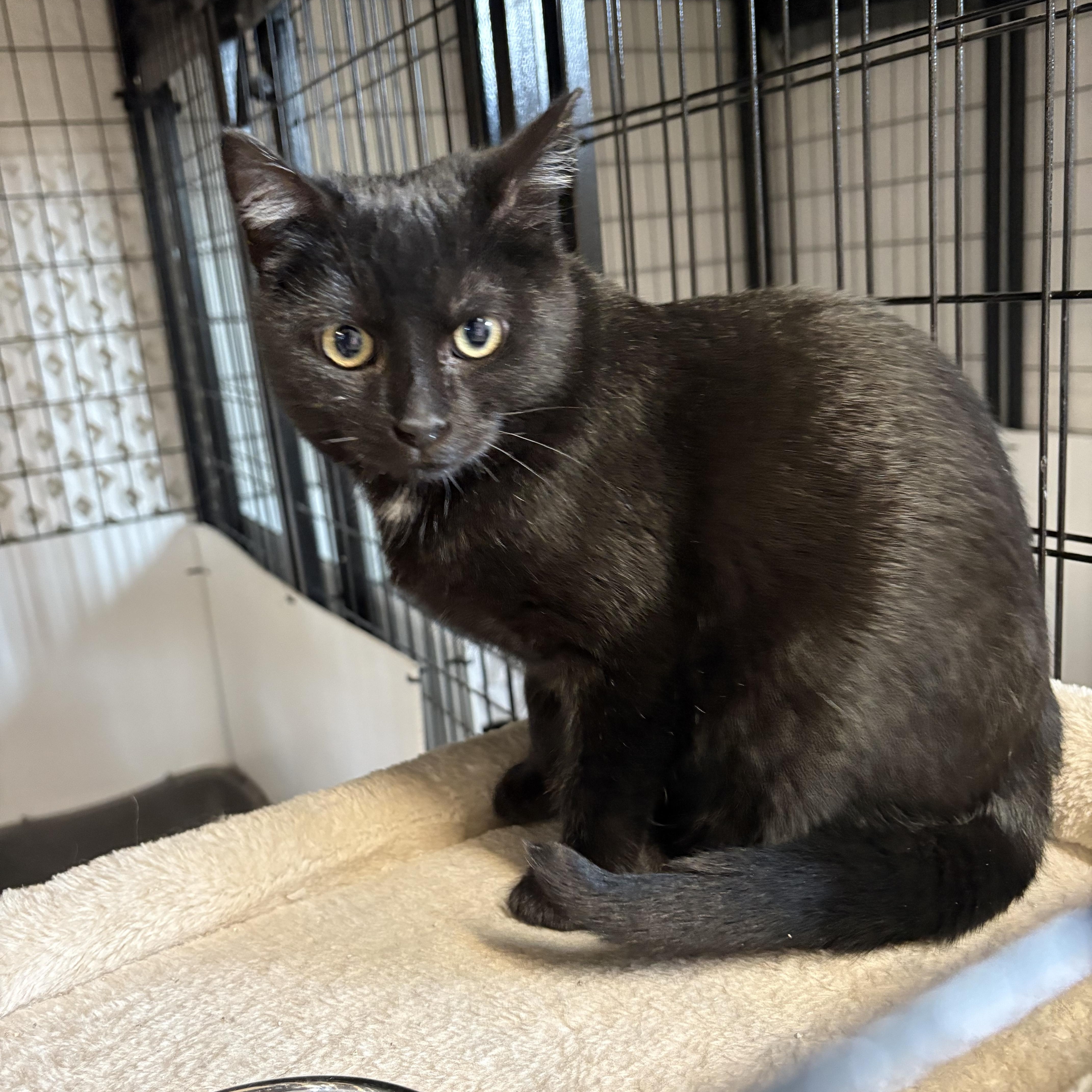 Enlarge Soot, a Adoptable Domestic Short Hair in Carson City, NV image 1/2