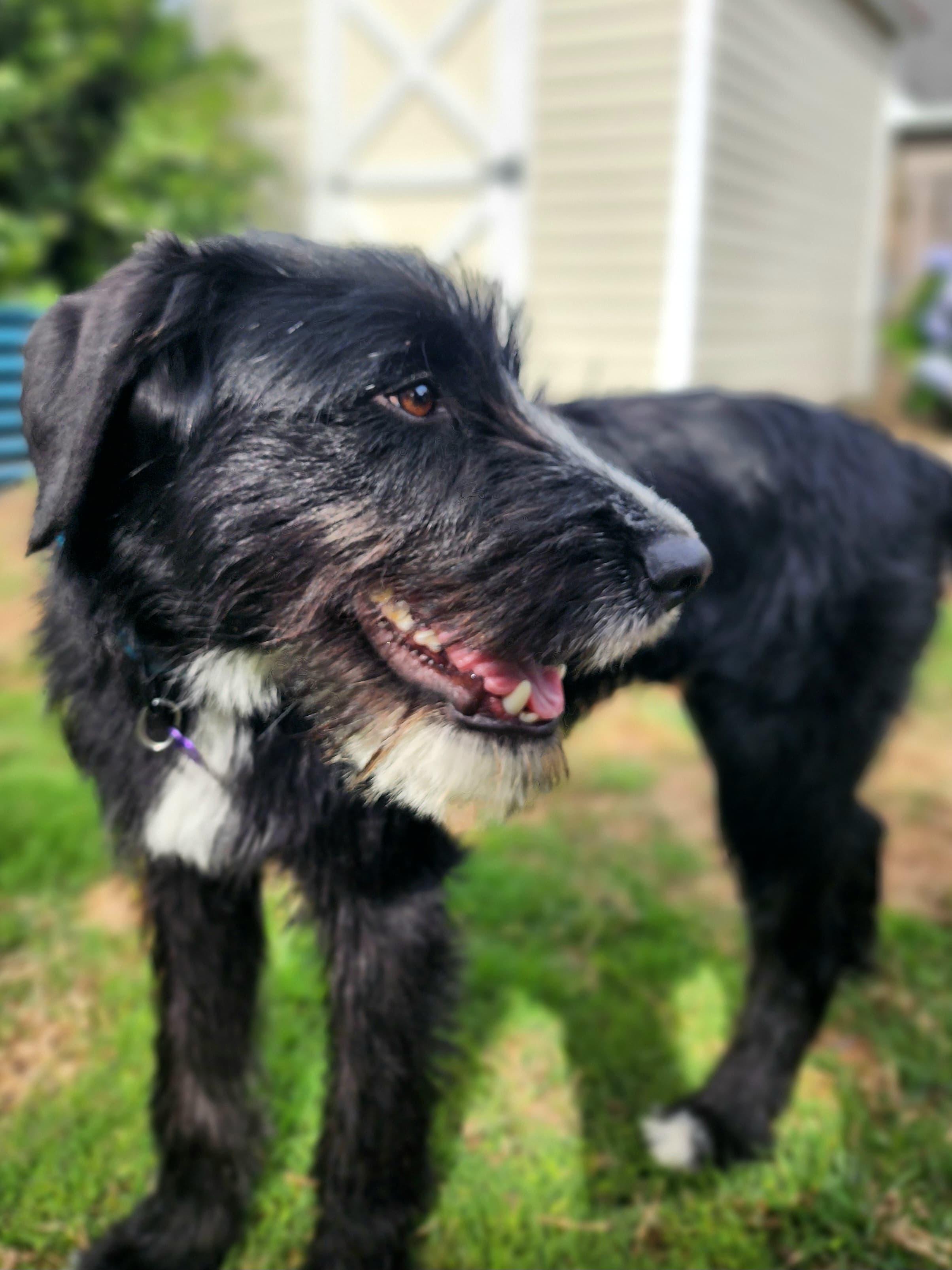 Winn, a ADOPTABLE mixed breed in Manhasset, NY image 5/6