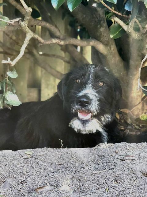 Winn, a ADOPTABLE mixed breed in Manhasset, NY image 6/6