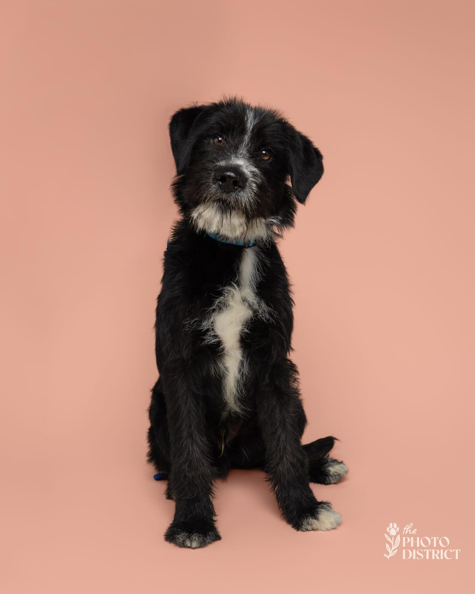 Winn, a ADOPTABLE mixed breed in Manhasset, NY image 2/6