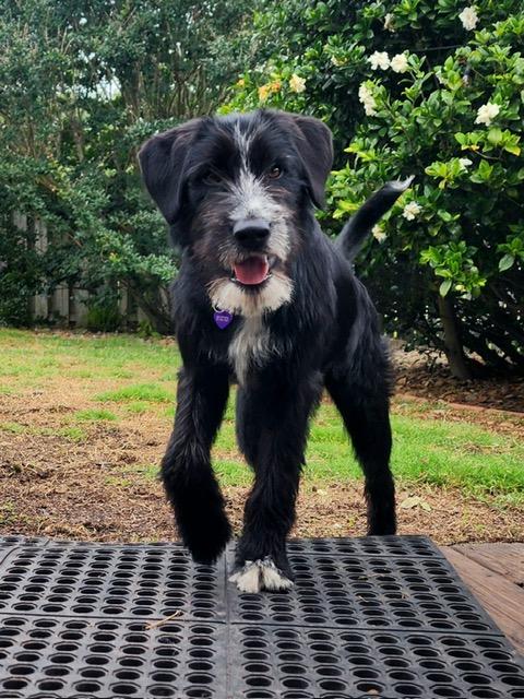 Winn, ADOPTABLE, Puppy Male Terrier & Labradoodle.