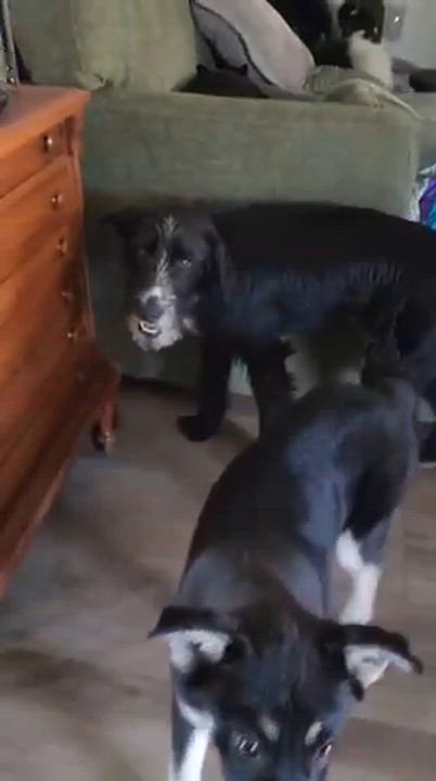 Enlarge Winn, a ADOPTABLE mixed breed in Manhasset, NY video 4/6
