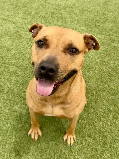 Derora, Adoptable, Adult Female Mixed Breed & Mixed Breed.