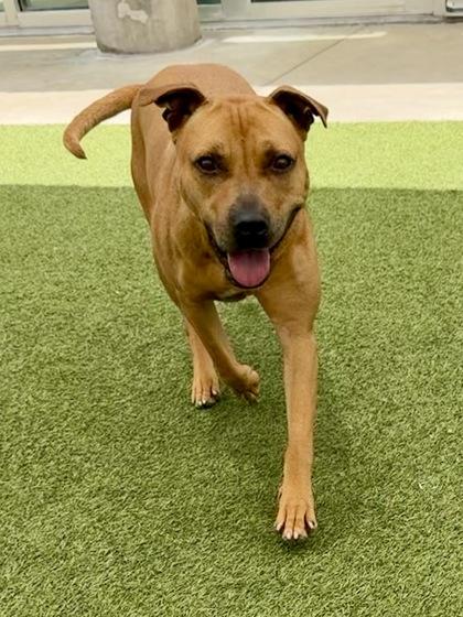 Derora, a Adoptable mixed breed in Fort Worth, TX image 2/3