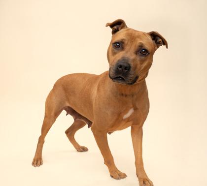 Derora, a Adoptable mixed breed in Fort Worth, TX image 3/3