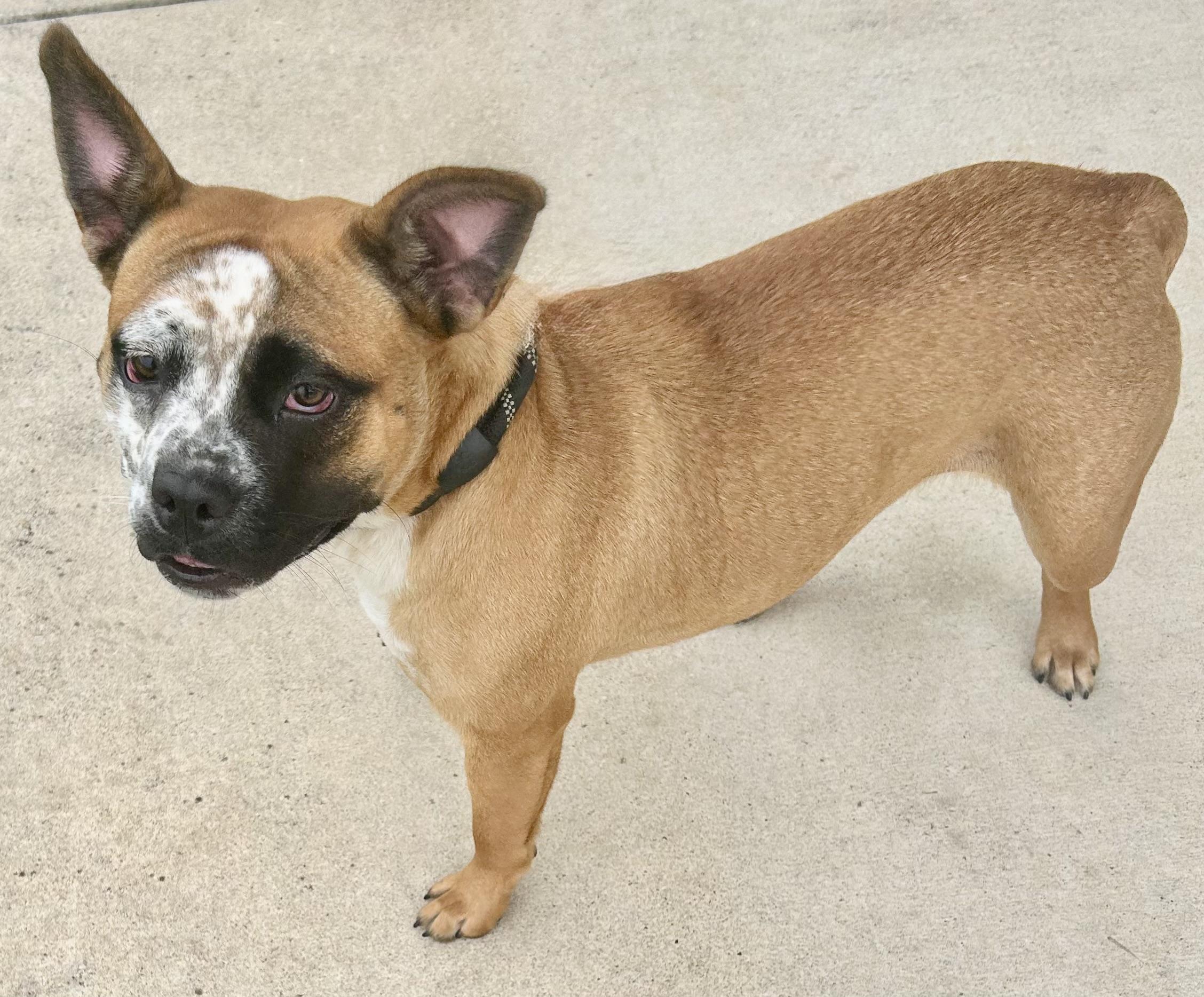 Enlarge Potato, an adopted Mixed Breed in Georgetown, TX image 3/3
