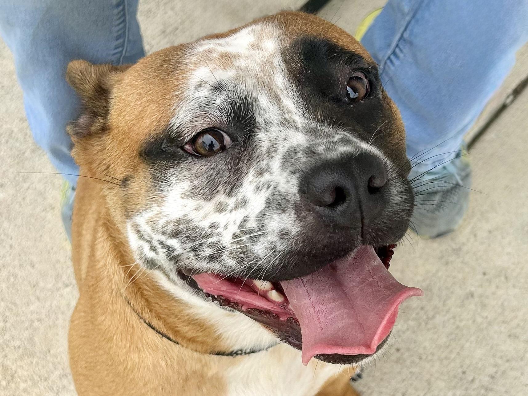 Enlarge Potato, an adopted Mixed Breed in Georgetown, TX image 1/3