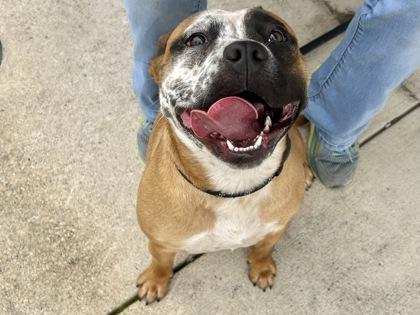Enlarge Potato, an adopted Mixed Breed in Georgetown, TX image 2/3