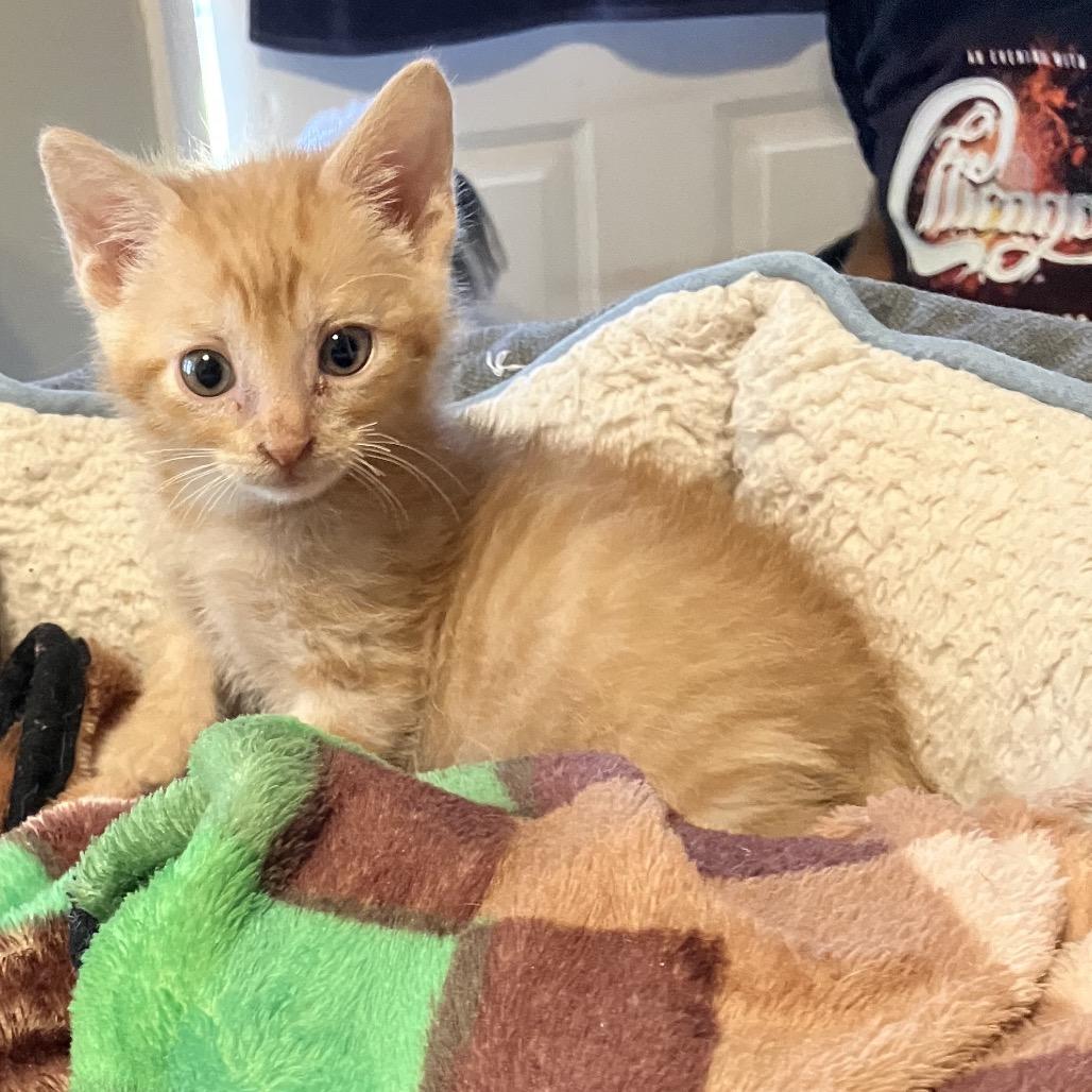 Django, Adoptable, Young Male Domestic Short Hair.
