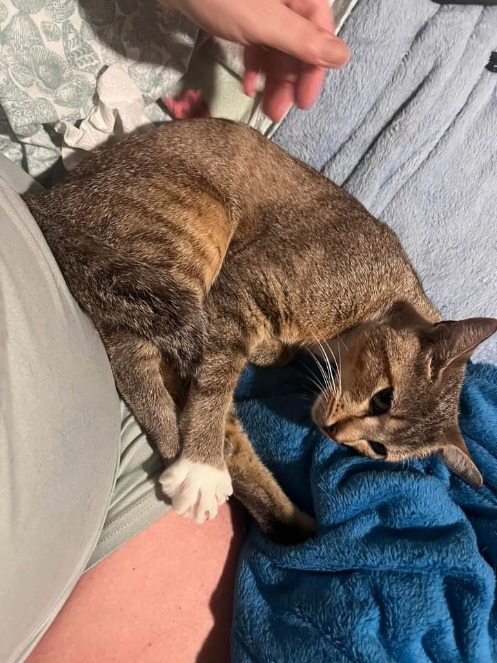 Grace, Adopted, Adult Female Abyssinian & Domestic Short Hair.