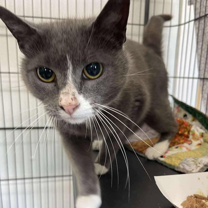 Enlarge Archie, a ADOPTABLE Domestic Short Hair in Winthrop, ME image 1/1