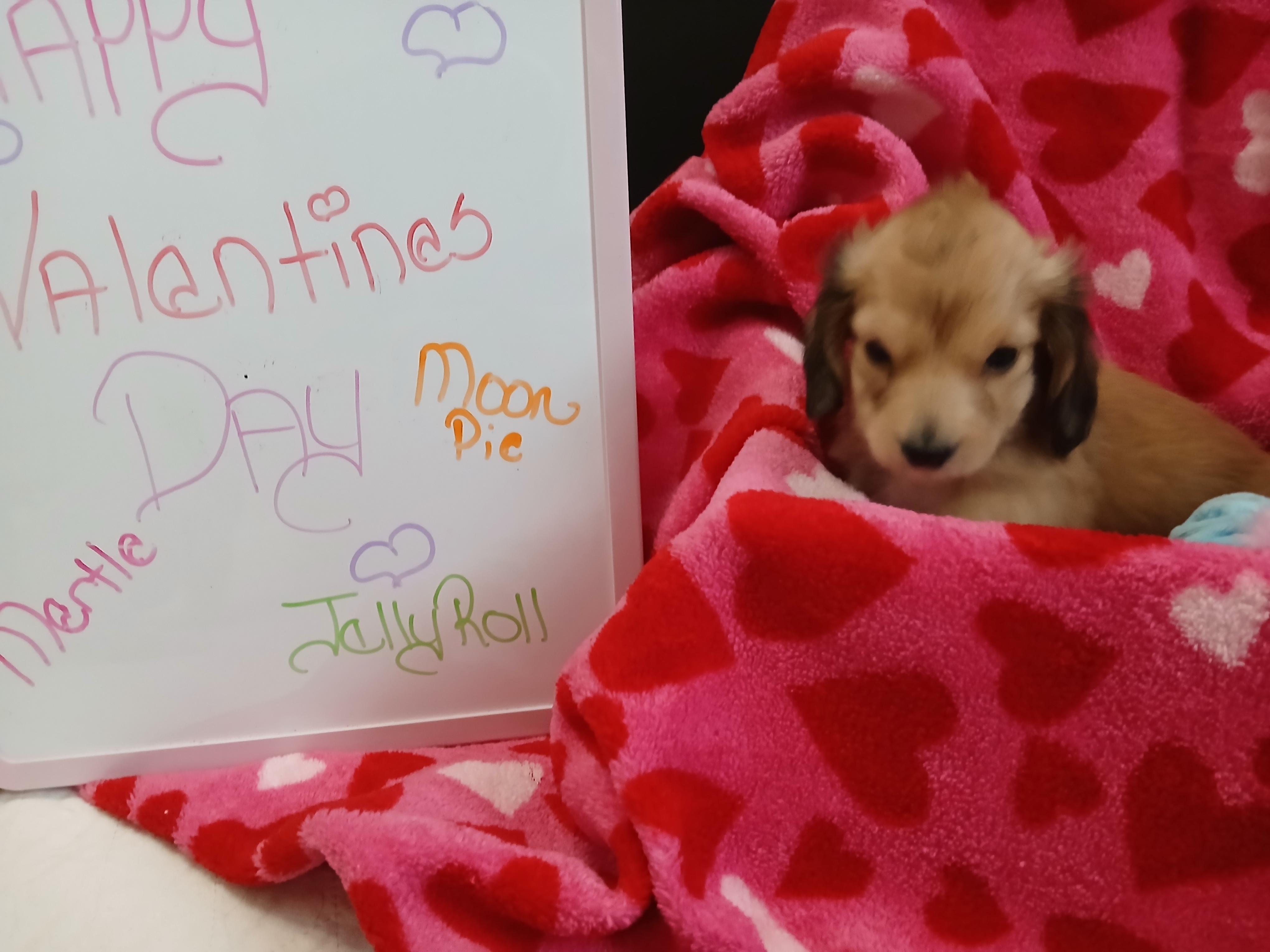 Mavis, an adopted Dachshund (Miniature Long Haired) in Elyria, OH image 2/3