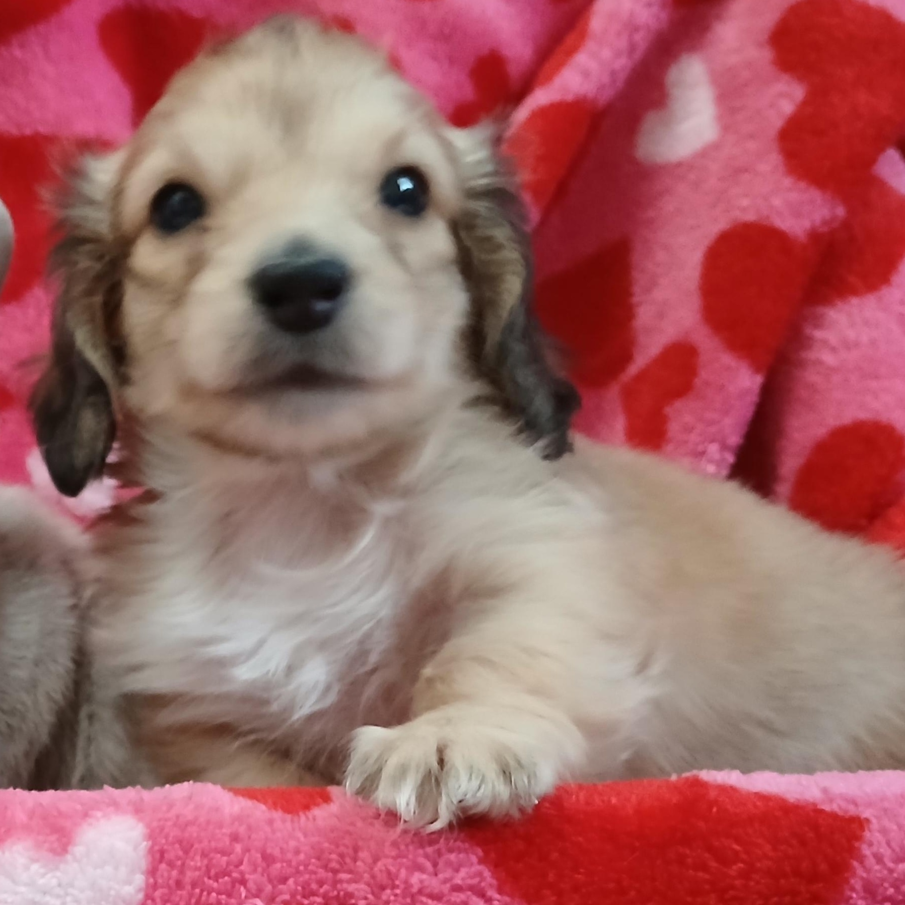 Mavis, adopted, Puppy Female Dachshund (Miniature Long Haired).