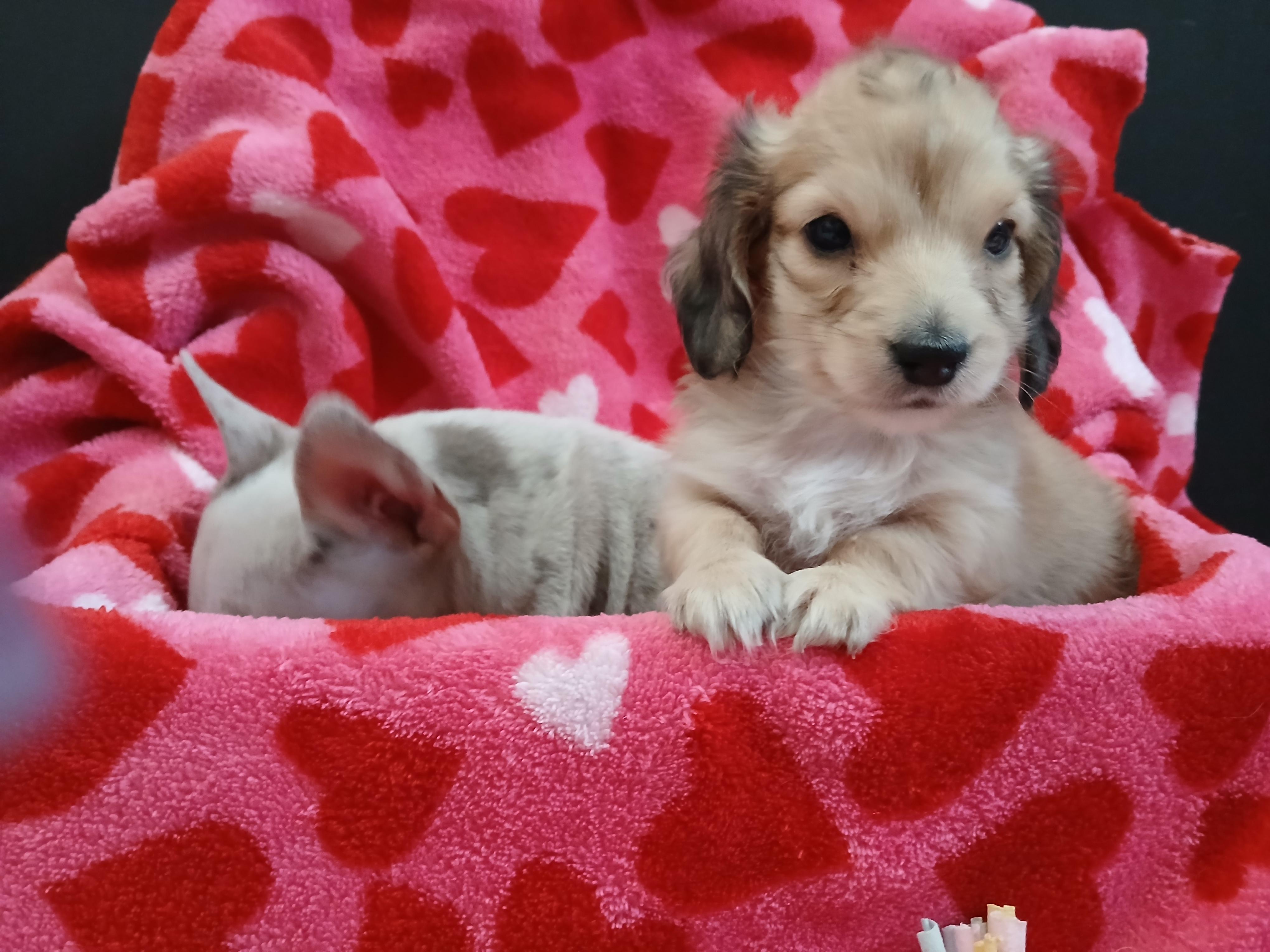Mavis, an adopted Dachshund (Miniature Long Haired) in Elyria, OH image 3/3
