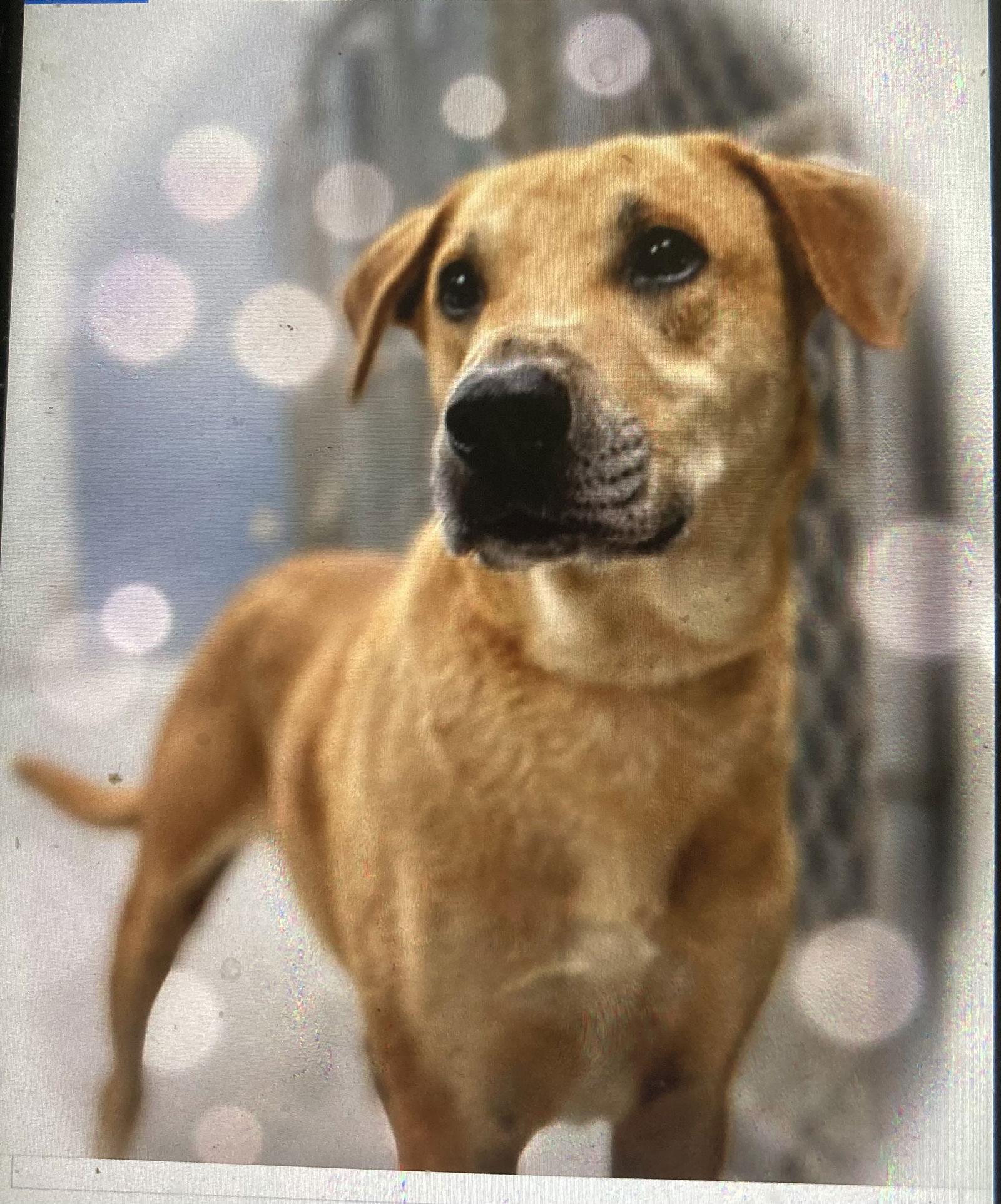 Enlarge Oliver, a Adoptable Labrador Retriever in Pottstown, PA image 1/1
