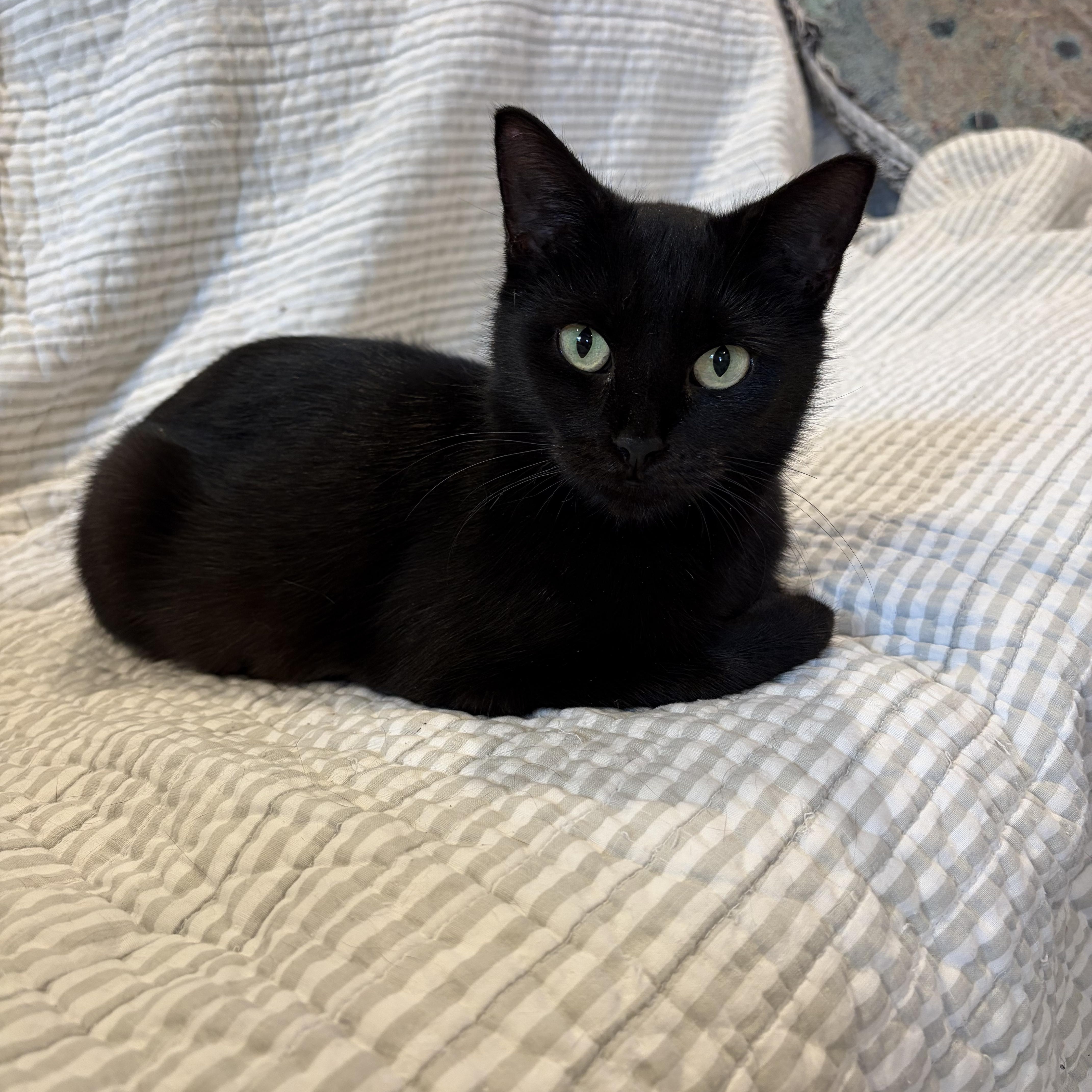 Enlarge Phoenix, a Adoptable mixed breed in Tifton, GA image 3/3