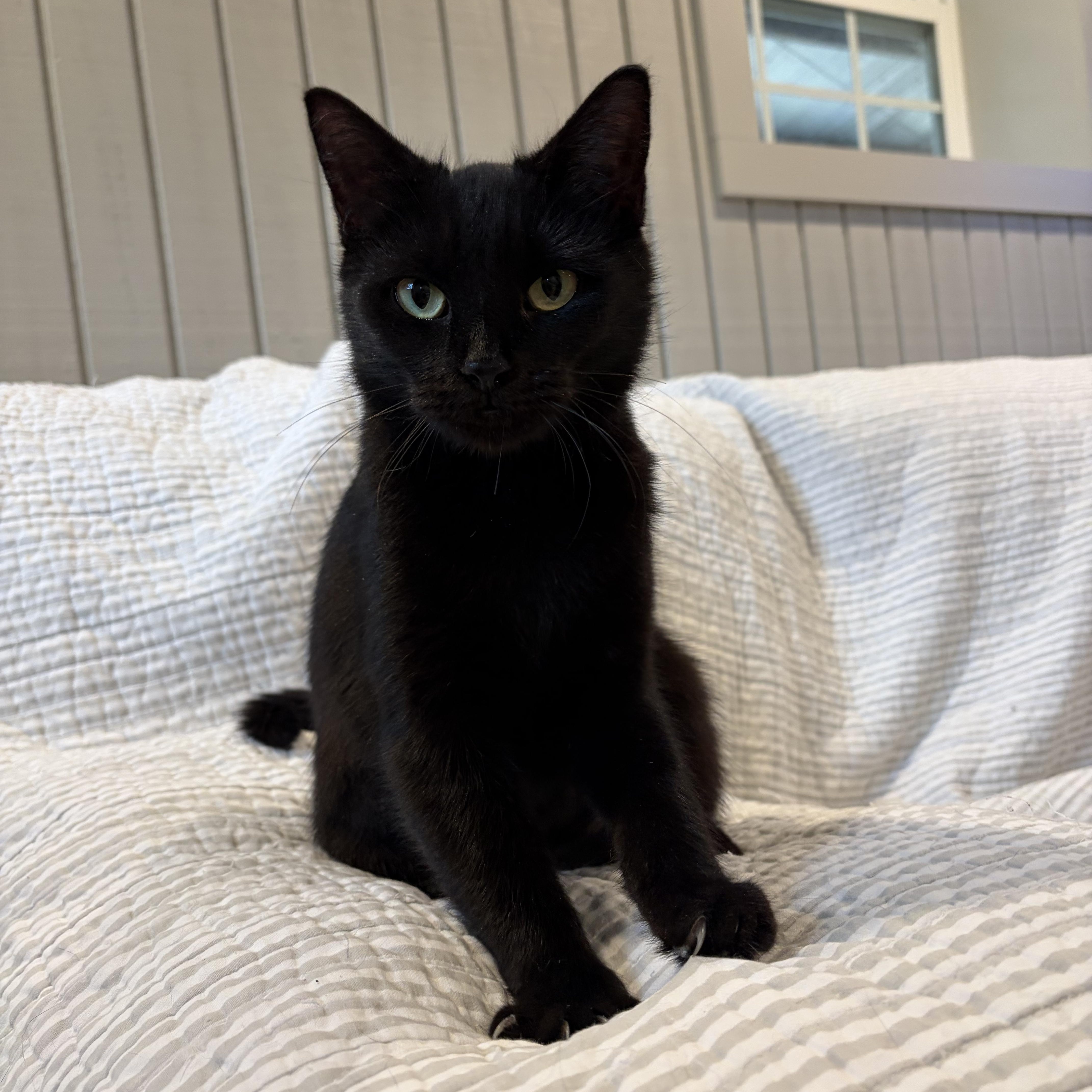 Phoenix, Adoptable, Adult Female American Shorthair & Domestic Short Hair.