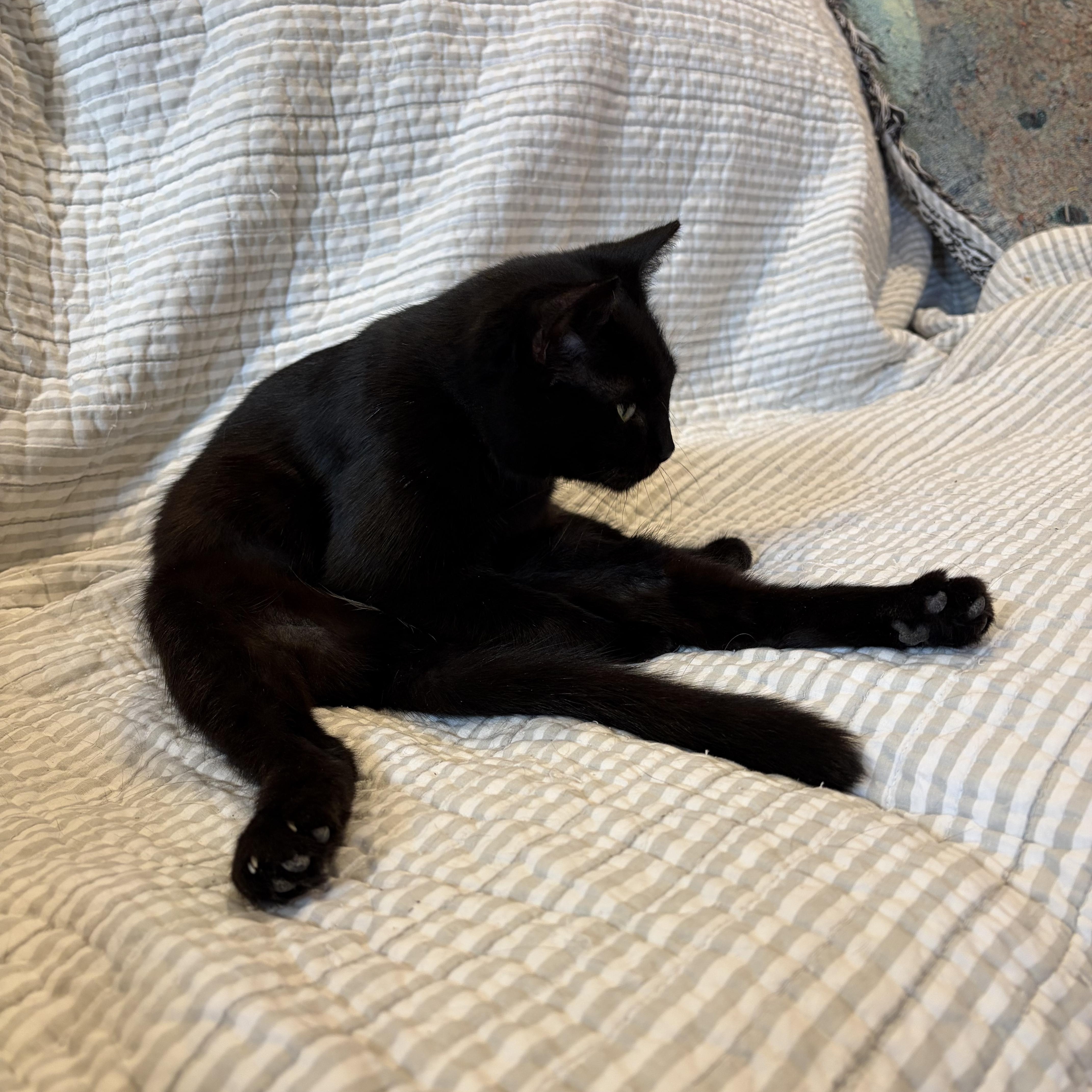 Enlarge Phoenix, a Adoptable mixed breed in Tifton, GA image 2/3