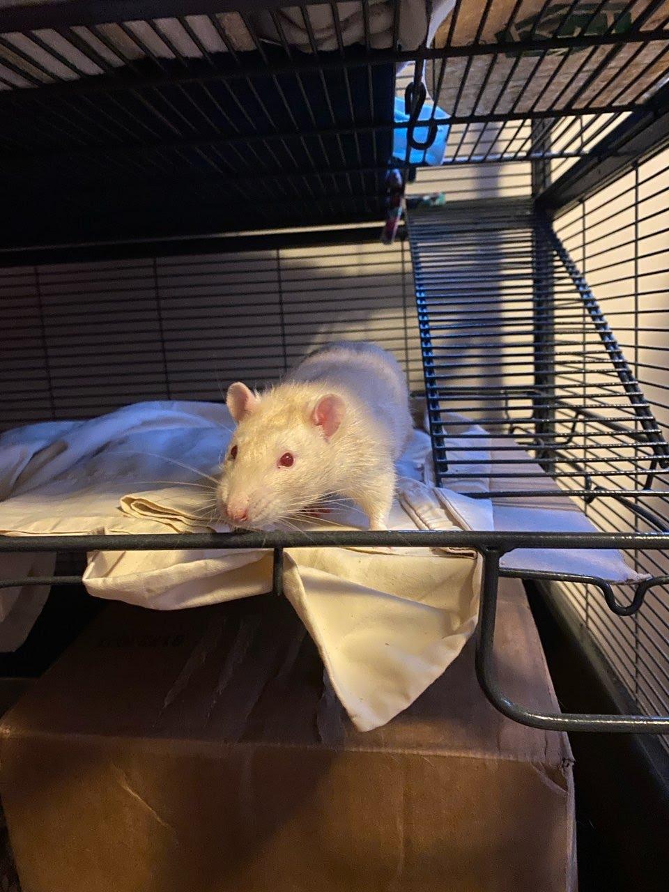 Enlarge James, an adopted Rat in ALBANY, NY image 3/3