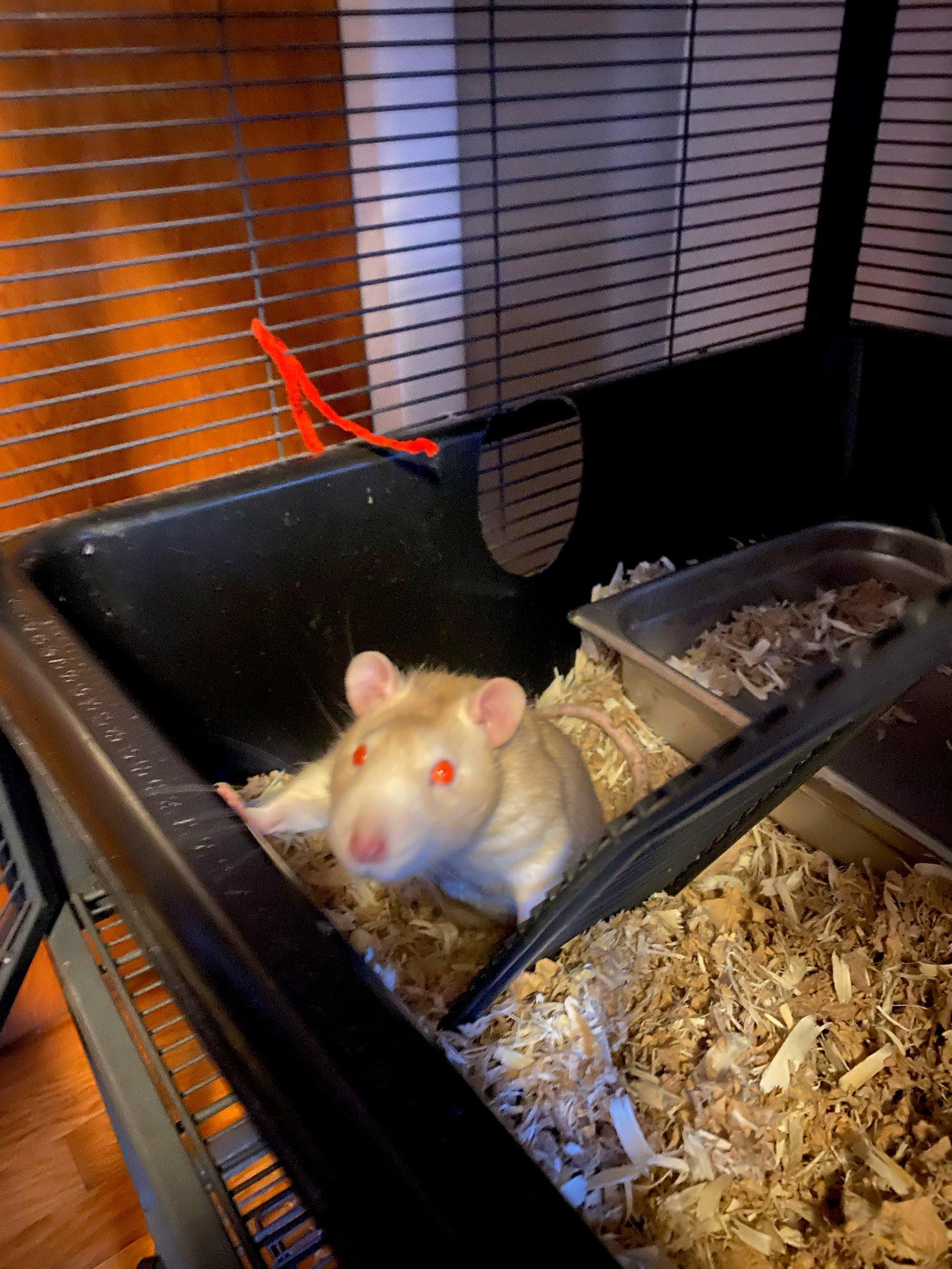 Enlarge James, an adopted Rat in ALBANY, NY image 2/3