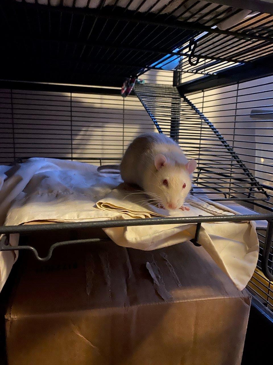 James, adopted, Young Male Rat.
