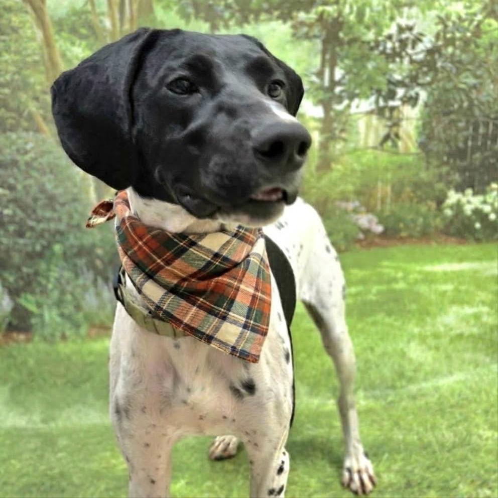 Lucy, Adoptable, Adult Female German Shorthaired Pointer.