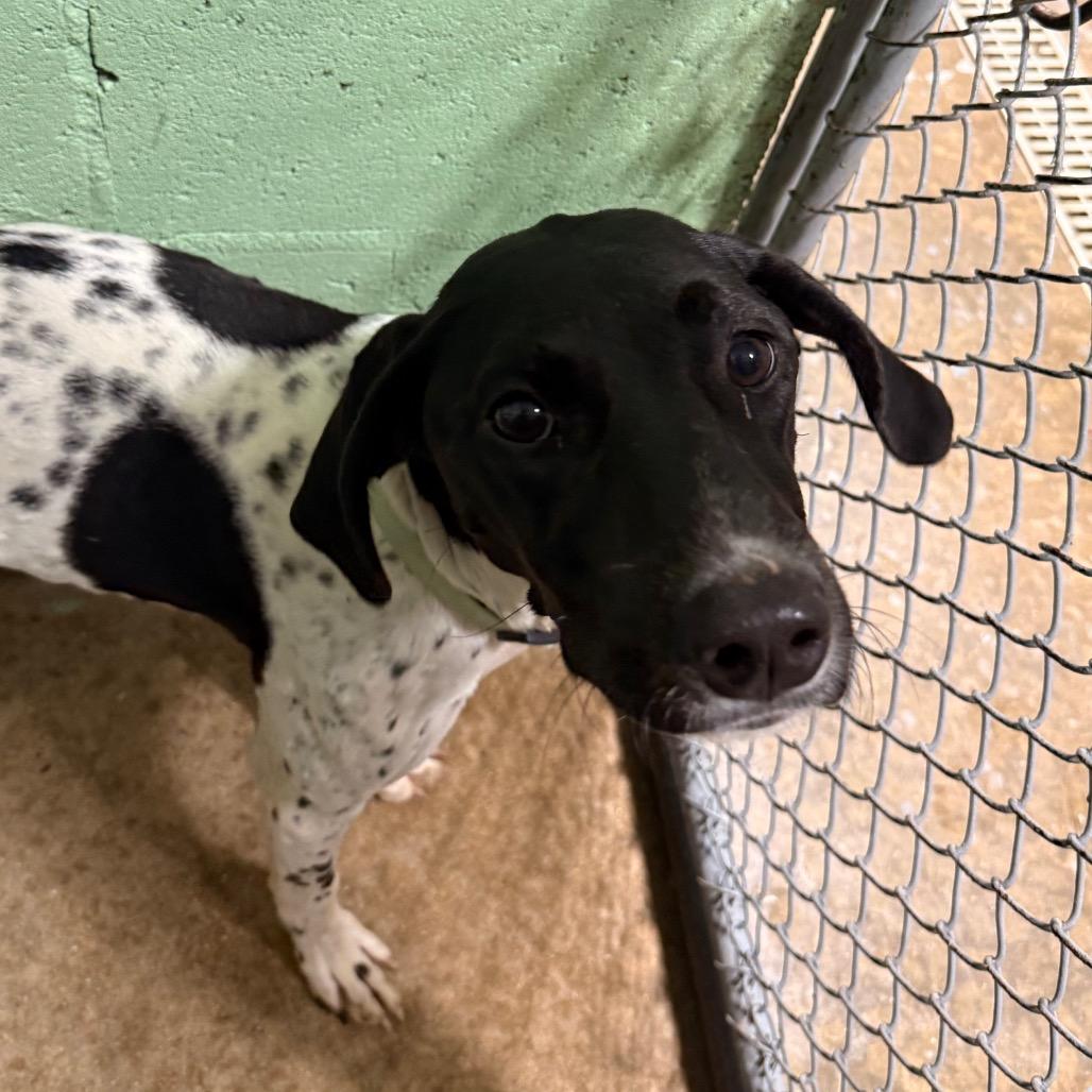 Enlarge Lucy, a Adoptable German Shorthaired Pointer in Franklin, NC image 2/6