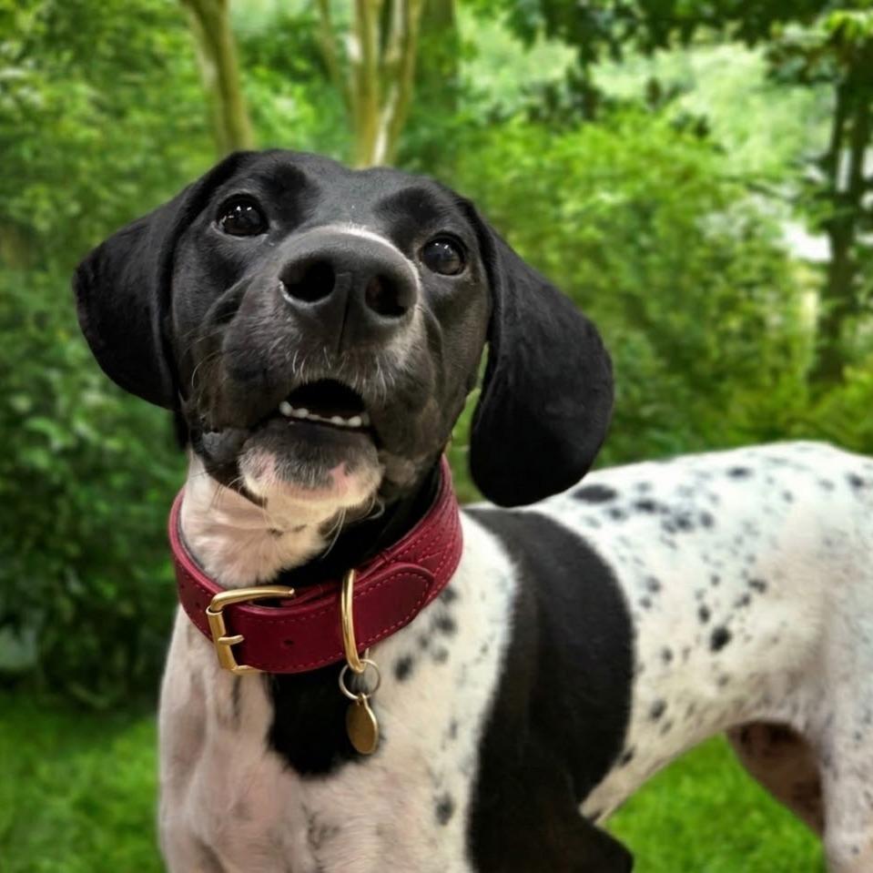 Enlarge Lucy, a Adoptable German Shorthaired Pointer in Franklin, NC image 3/6