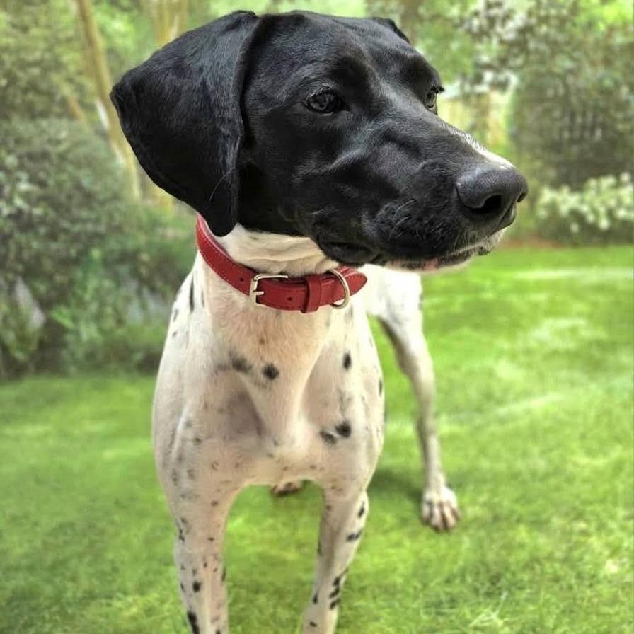 Enlarge Lucy, a Adoptable German Shorthaired Pointer in Franklin, NC image 4/6