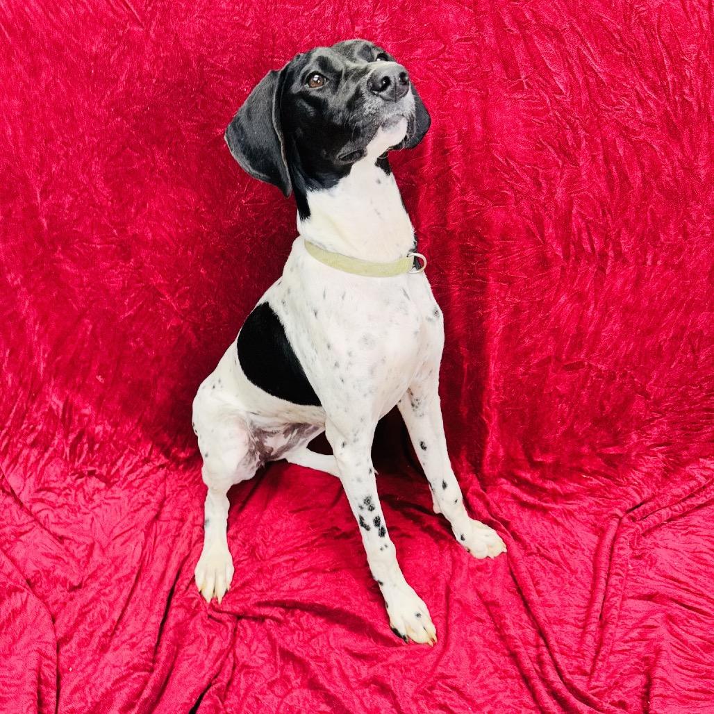 Enlarge Lucy, a Adoptable German Shorthaired Pointer in Franklin, NC image 5/6