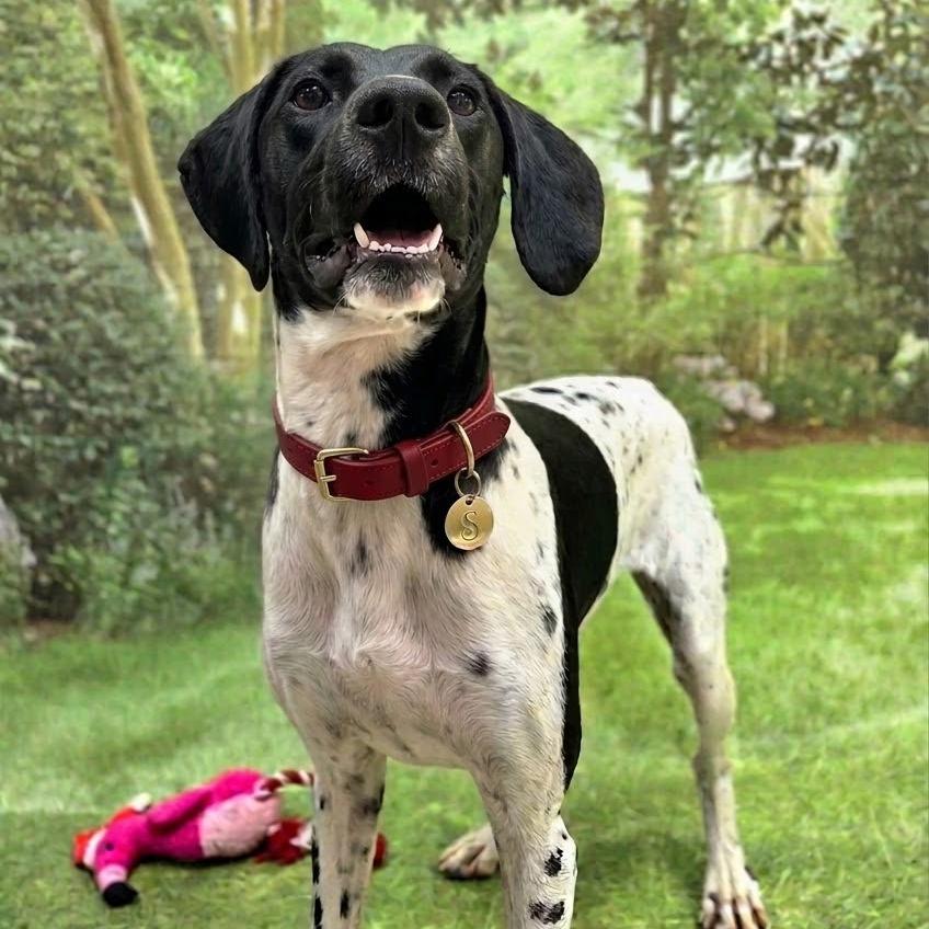 Enlarge Lucy, a Adoptable German Shorthaired Pointer in Franklin, NC image 6/6