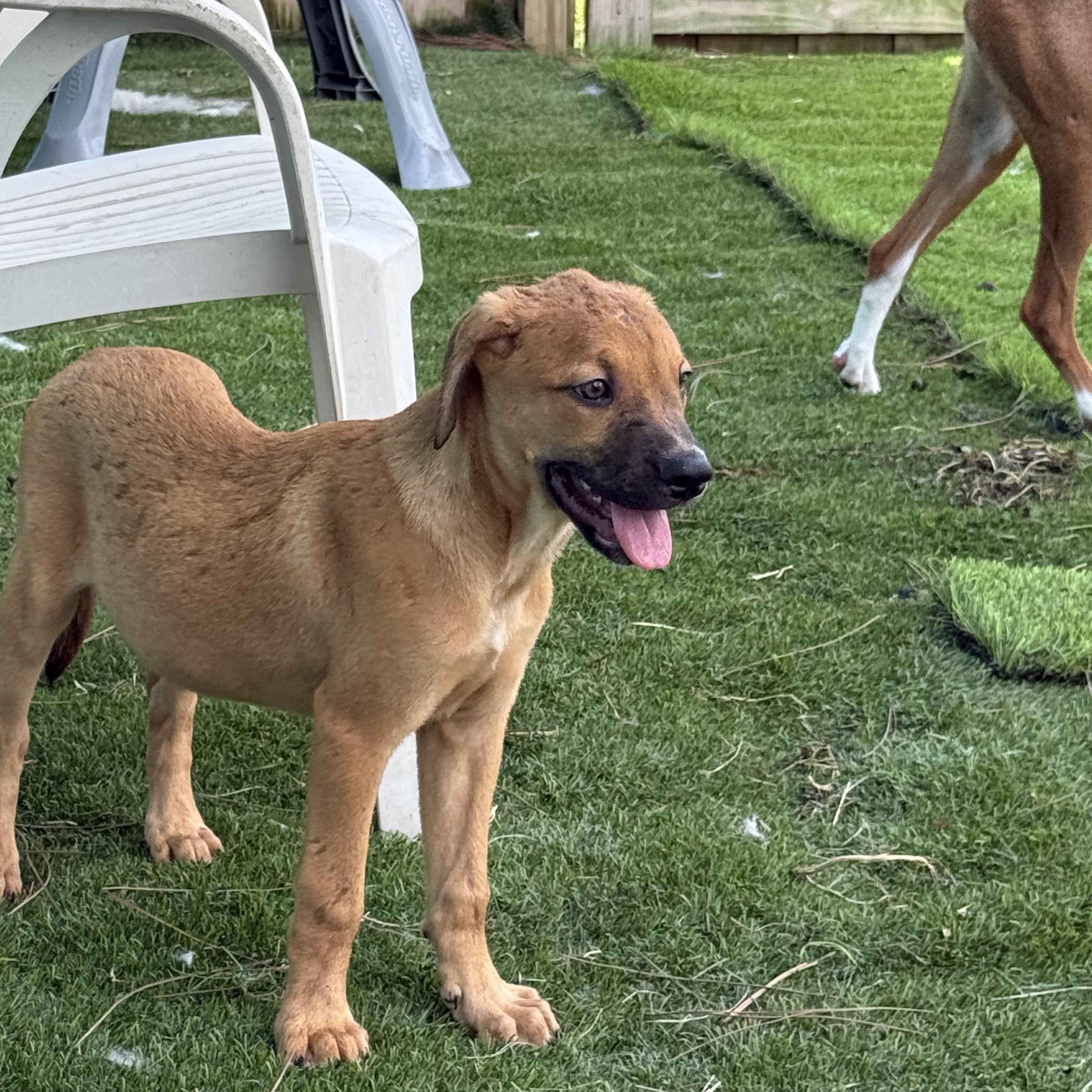 Enlarge Woody, a Adoptable mixed breed in Lantana, FL image 1/2
