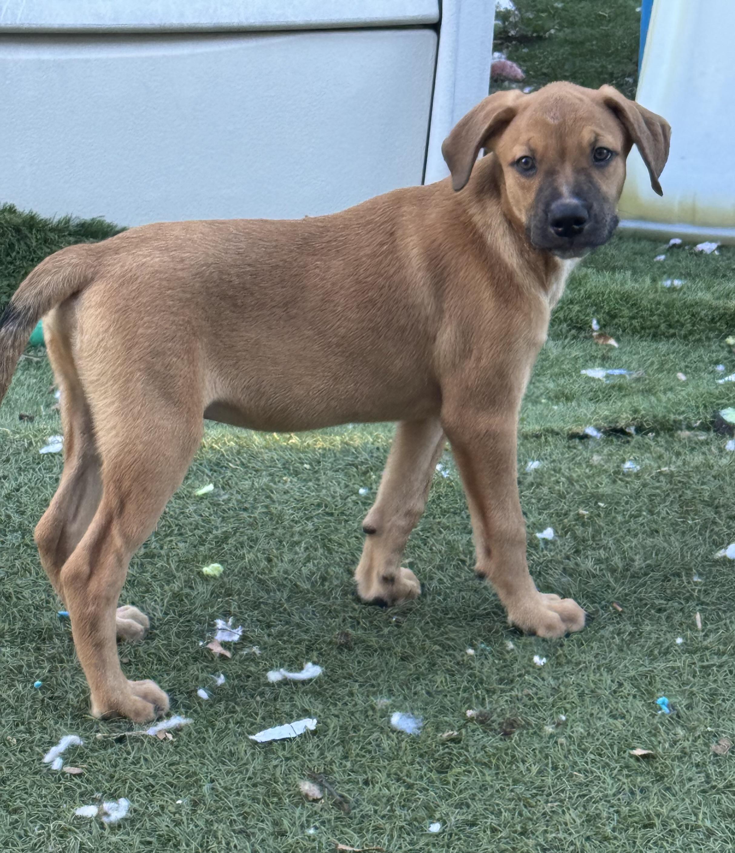 Enlarge Woody, a Adoptable mixed breed in Lantana, FL image 2/2