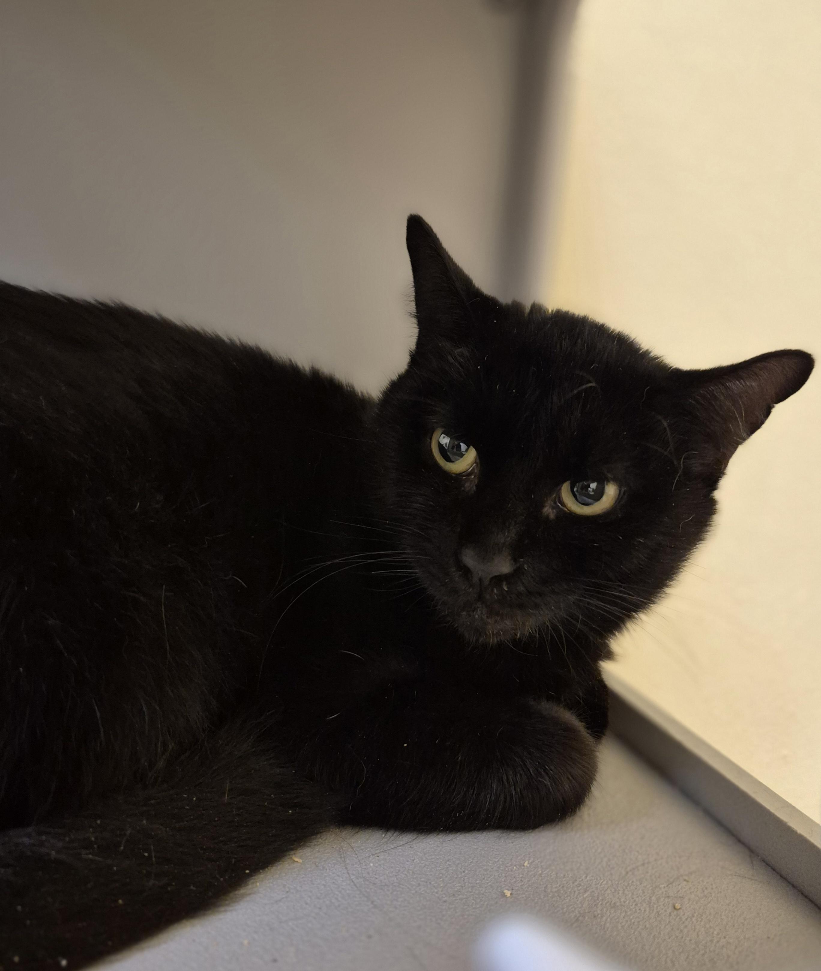 Enlarge Irving, a Adoptable Domestic Short Hair in Schertz, TX image 1/1